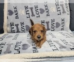 Small Photo #2 Aussie-Poo Puppy For Sale in DORAL, FL, USA
