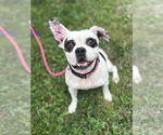 Small #1 Bulldog Mix
