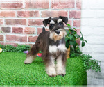 Small #6 Schnauzer (Miniature)