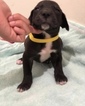 Small Photo #3 Great Dane Puppy For Sale in WINFIELD, AL, USA
