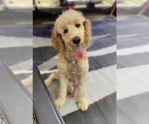 Goldendoodle Puppy for sale in LOOGOOTEE, IN, USA