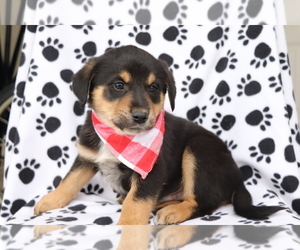 English Cream Golden Retriever-Mutt Mix Puppy for sale in SHILOH, OH, USA