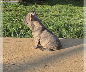 French Bulldog Puppy for sale in BARDSTOWN, KY, USA