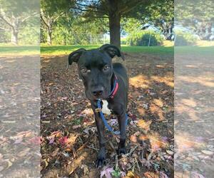 Aj - Female American Staffordshire Terrier-Eurasier Mix Dog for Adoption - Photo #2
