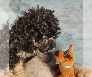 Poodle (Miniature) Puppy for sale in WHITEWATER, WI, USA