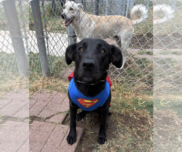 Medium Photo #1 Labrador Retriever-Unknown Mix Puppy For Sale in Kankakee, IL, USA