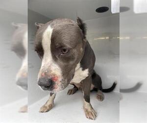 American Pit Bull Terrier-Labrador Retriever Mix Dogs for adoption in Houston, TX, USA