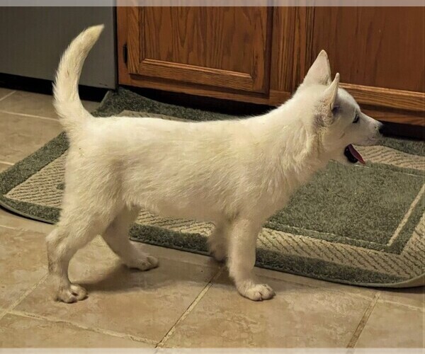 Medium Photo #3 Siberian Husky Puppy For Sale in BURLINGTON, WI, USA