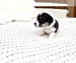 Small Photo #6 Pembroke Welsh Corgi Puppy For Sale in SOULSBYVILLE, CA, USA