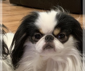 Father of the Japanese Chin puppies born on 02/15/2024