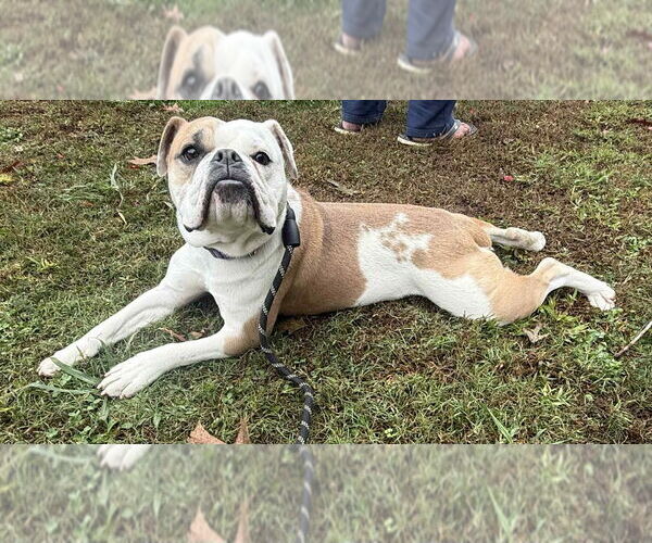 Medium Photo #2 Bulldog Puppy For Sale in Walnutport, PA, USA