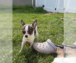 Small #1 Chihuahua Mix