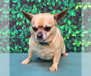 ShiChi Dogs for adoption in Wetumpka, AL, USA