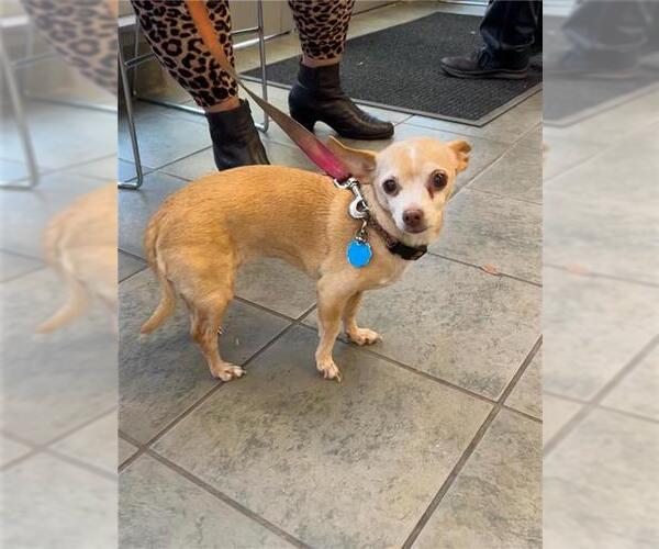 Medium Photo #1 Chihuahua Puppy For Sale in San Antonio, TX, USA