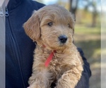 Small Photo #1 Goldendoodle Puppy For Sale in CROCKETT, TX, USA
