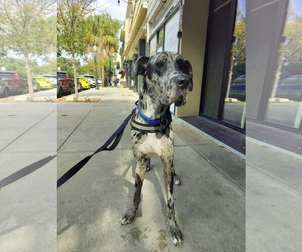 Medium Photo #10 Great Dane Puppy For Sale in Sanford, FL, USA