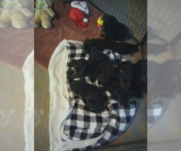 Medium Photo #2 GIANT SCHNAUZER -Unknown Mix Puppy For Sale in Aurora, IN, USA