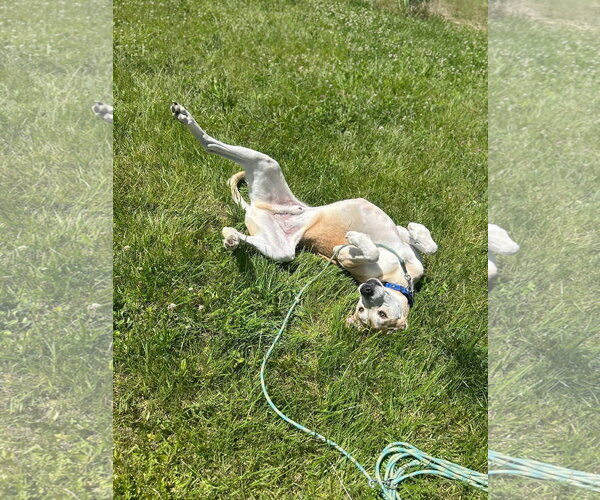 Medium Photo #6 Great Dane-Unknown Mix Puppy For Sale in Germantown, OH, USA
