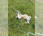 Small #5 Great Dane Mix