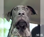 Small #1 Collie-Labrador Retriever Mix