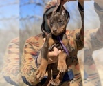 Small Photo #3 Doberman Pinscher Puppy For Sale in BARNETT, MO, USA