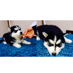Siberian Husky-Unknown Mix Puppy for sale in EAST WENATCHEE, WA, USA
