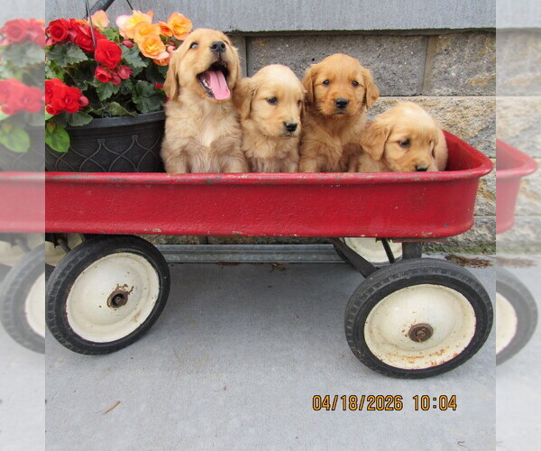 Medium Photo #4 Golden Retriever Puppy For Sale in SINGERS GLEN, VA, USA