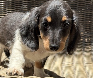 Dachshund Puppy for sale in MADERA, CA, USA