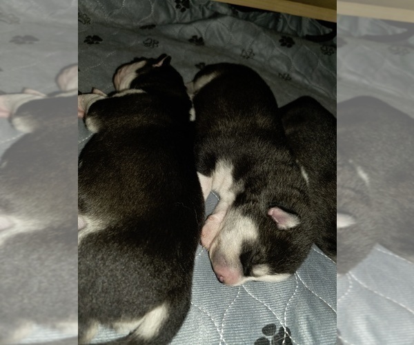 Medium Photo #26 Siberian Husky Puppy For Sale in ALTON, IL, USA