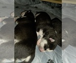 Small #24 Siberian Husky