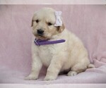 Small Photo #1 Golden Retriever Puppy For Sale in LIBERTY, KY, USA