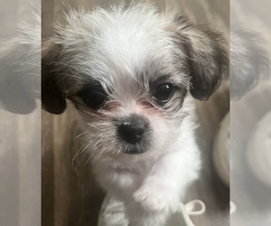 Maltese-YorkiePoo Mix Puppy for sale in RIVERDALE, GA, USA