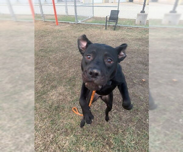 Medium Photo #2 Mutt Puppy For Sale in Louisville, KY, USA