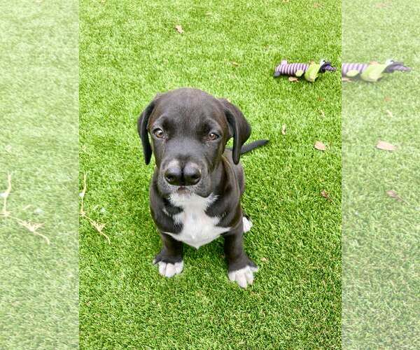 Medium Photo #3 Boxador Puppy For Sale in Costa Mesa , CA, USA