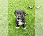 Small #2 Boxador