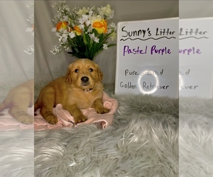 Golden Retriever Puppy for Sale in ROCKFORD, Michigan USA