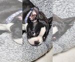 Small Boston Terrier