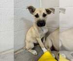 Small #1 Mutt