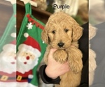 Small Photo #4 Goldendoodle Puppy For Sale in CROCKETT, TX, USA