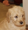 Small Photo #3 Labradoodle Puppy For Sale in BOONE, IN, USA