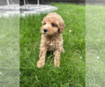 Small #1 Goldendoodle (Miniature)