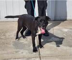 Small Labrador Retriever Mix