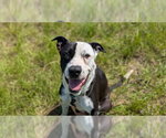 Small #2 American Pit Bull Terrier Mix