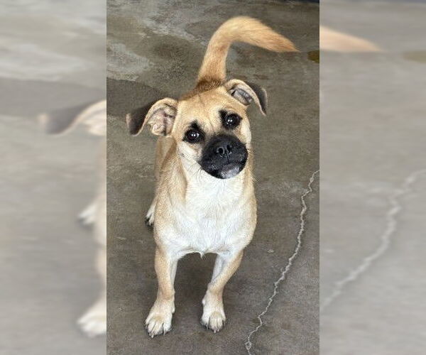 Medium Photo #1 Chug Puppy For Sale in San Bernardino, CA, USA