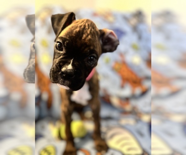 Medium Photo #5 Boxer Puppy For Sale in LANSING, MI, USA