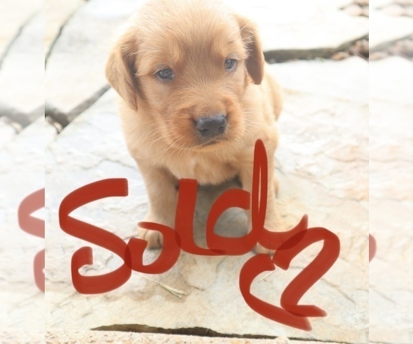 Medium Photo #2 Golden Retriever Puppy For Sale in ALAMO, TN, USA