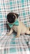 Small Photo #3 Pug Puppy For Sale in EDEN, PA, USA