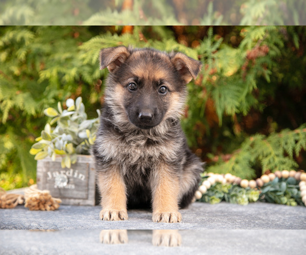 Medium Photo #1 German Shepherd Dog Puppy For Sale in BREMEN, IN, USA