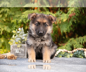 Medium German Shepherd Dog