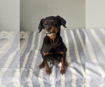 Small #5 Chihuahua Mix